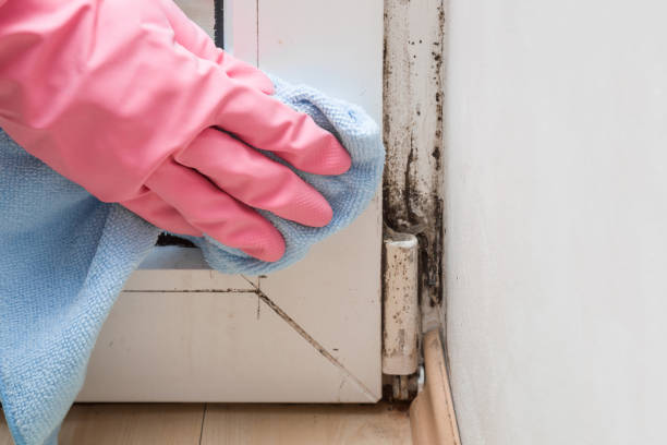 Best Bathroom Mold Remediation in South Laurel, MD