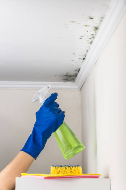 Best Post-Flood Mold Remediation in South Laurel, MD